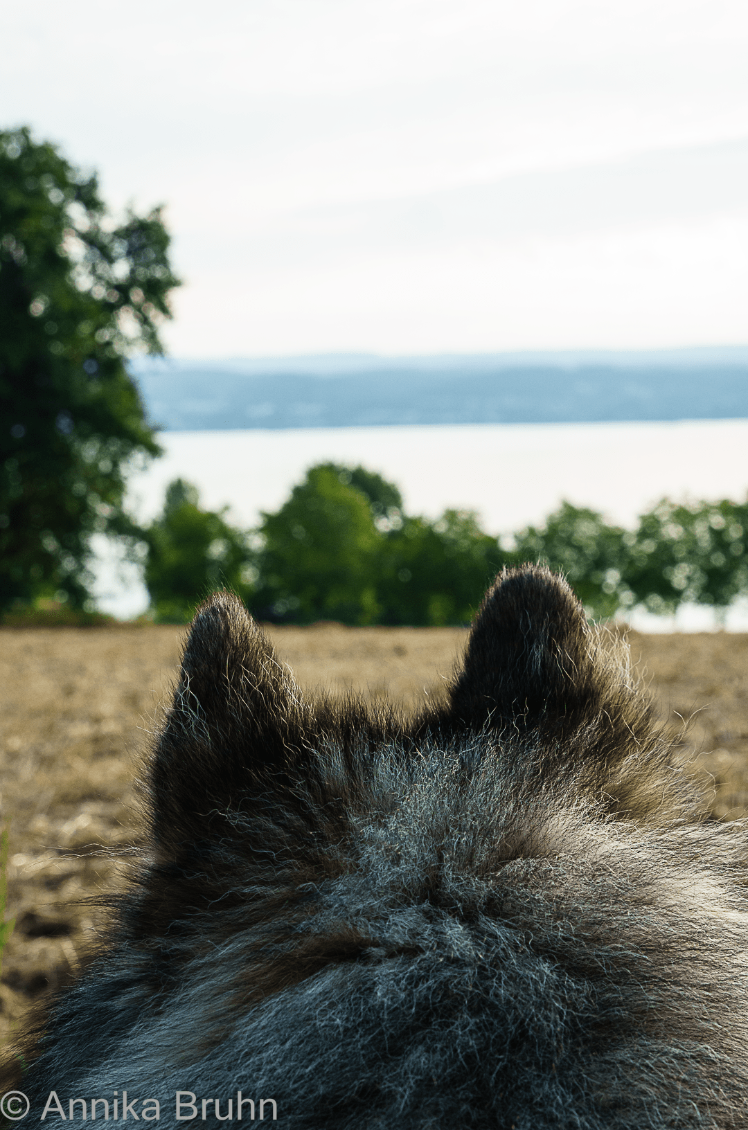 Q blickt auf den Bodensee!